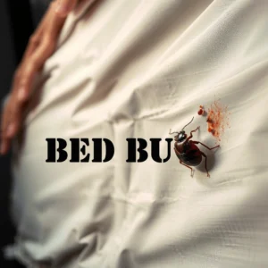 Signs of Bed Bug Infestation: Key Indicators to Watch For